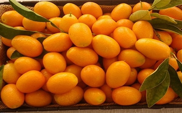 تصویر 2 از قیمت خرید پرتقال جنگلی اعلا + فروش ویژه